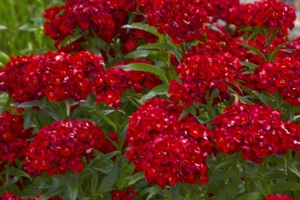 Dianthus 'Scarlet Fever' 